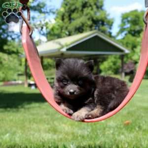 Nasir, Pomsky Puppy